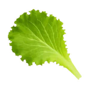 Lettuce